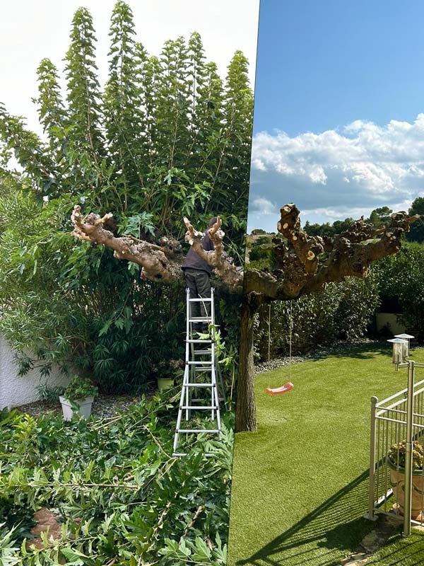 Espace piscines et jardins : taille d'arbre
