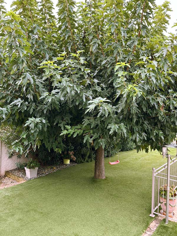 espacejardins30_entretien_taille_arbre_c_600px_800px
