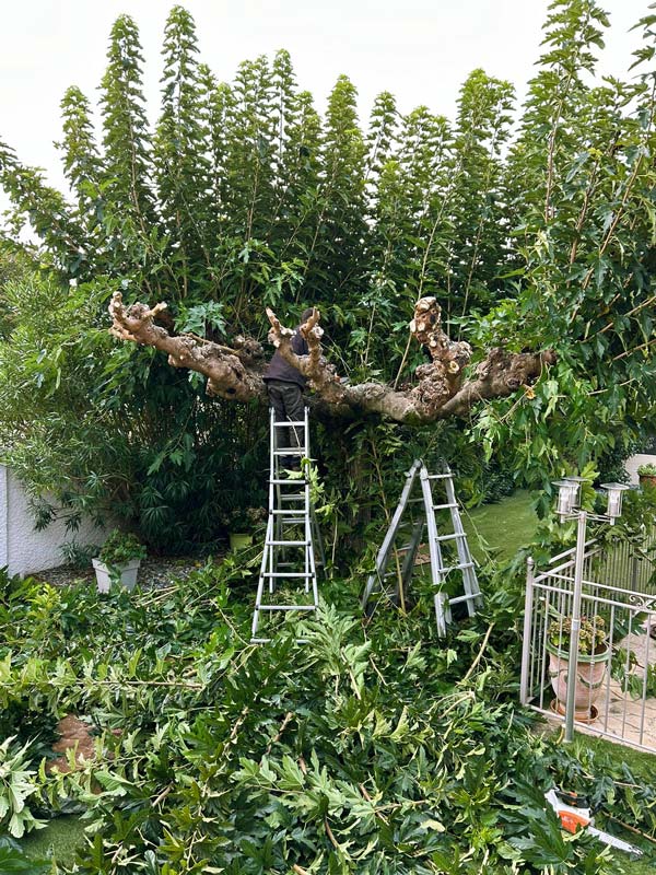 espacejardins30_entretien_taille_arbre_d_600px_800px