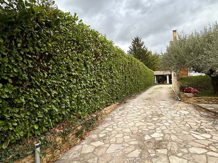 espacejardins_entretien_jardin_d_700px